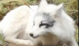 白狐视频,穿越时空的神秘传说